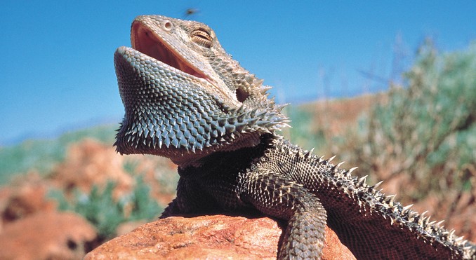 Image courtesy of Tourism New South Wales