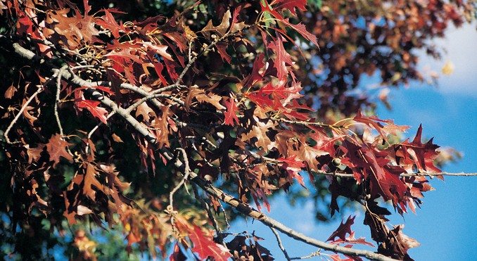Image courtesy of Tourism Victoria