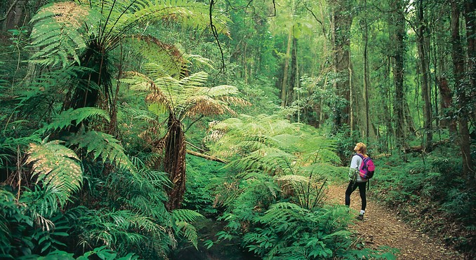 Image courtesy of Tourism Queensland
