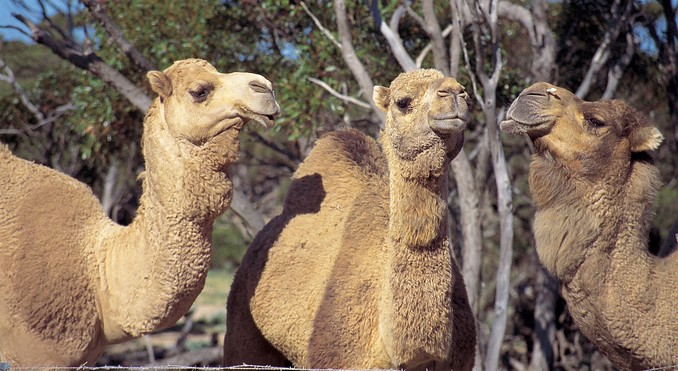 Image courtesy of South Australia