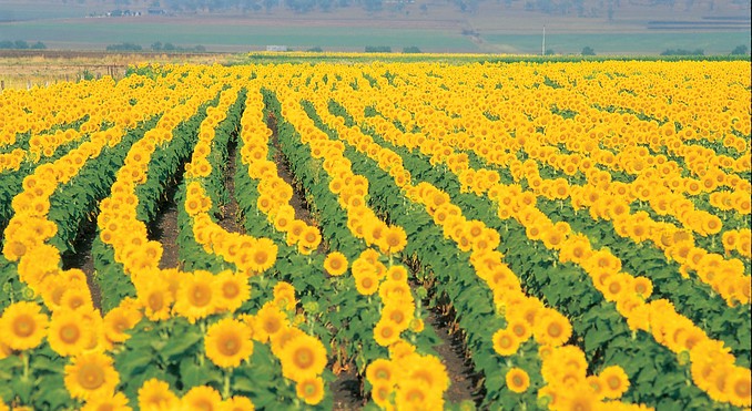 Image courtesy of Tourism Queensland
