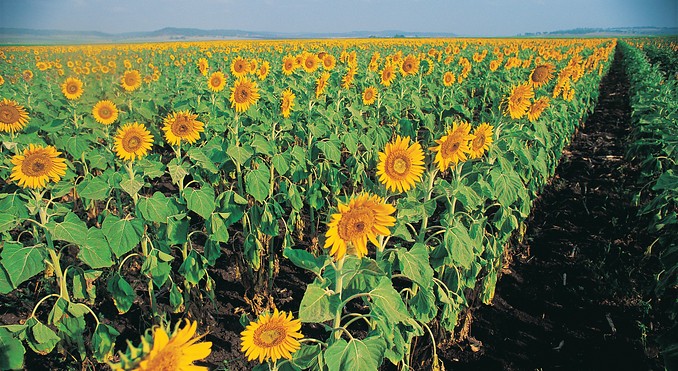 Image courtesy of Tourism Queensland