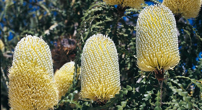 Image courtesy of Western Australia