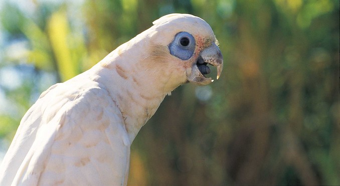 Image courtesy of Western Australia