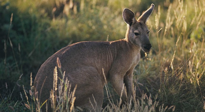 Image courtesy of Western Australia