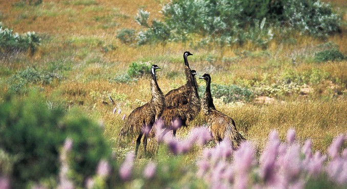 Image courtesy of Western Australia