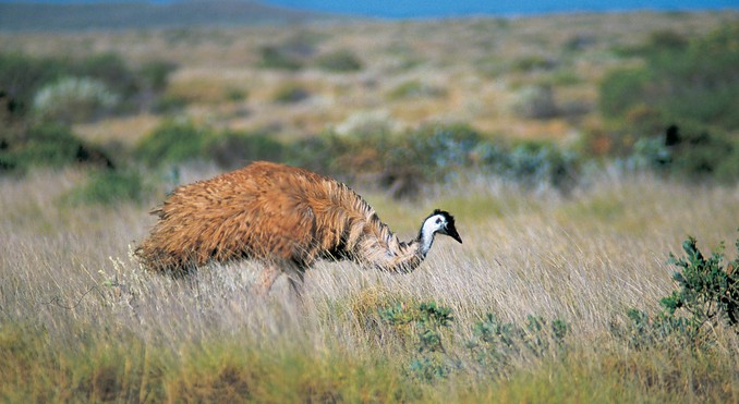 Image courtesy of Western Australia