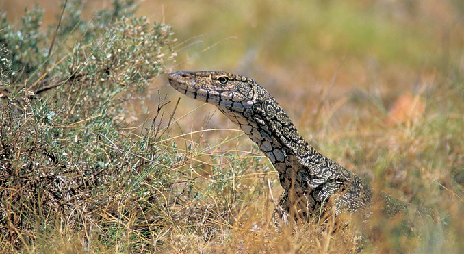 Image courtesy of Western Australia