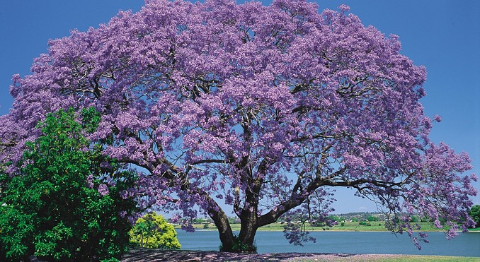 Image courtesy of Tourism New South Wales
