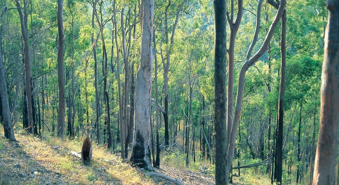Image courtesy of Tourism Queensland
