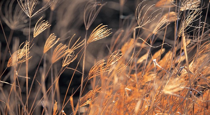 Image courtesy of Tourism Queensland