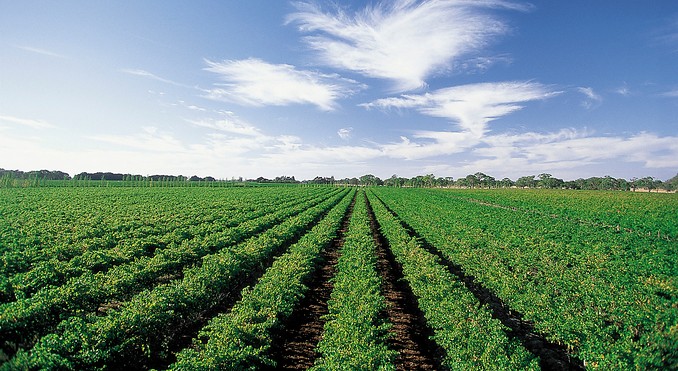 Coonawarra