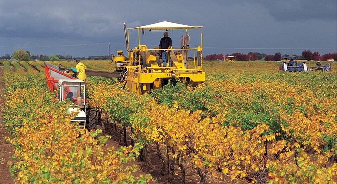 Coonawarra