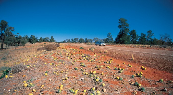 Image courtesy of Tourism Queensland