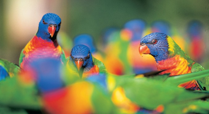 Image courtesy of Tourism Queensland