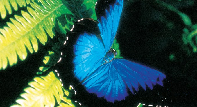 Image courtesy of Tourism Queensland
