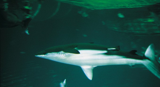 Image courtesy of Tourism New South Wales