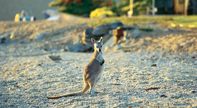 Image courtesy of Tourism Queensland