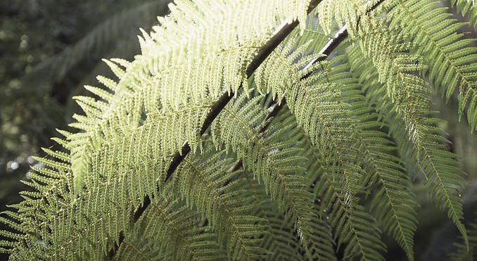 Image courtesy of Tourism Tasmania