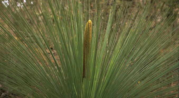 Image courtesy of Tourism Tasmania