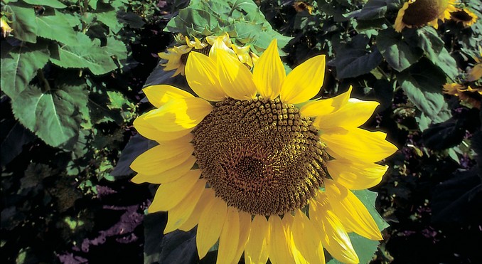 Image courtesy of Tourism Queensland