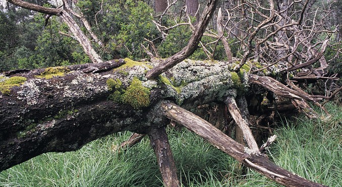 Image courtesy of Tourism Victoria