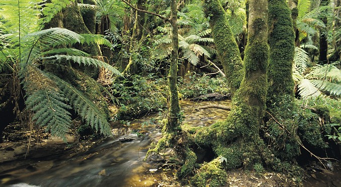Errinundra National Park