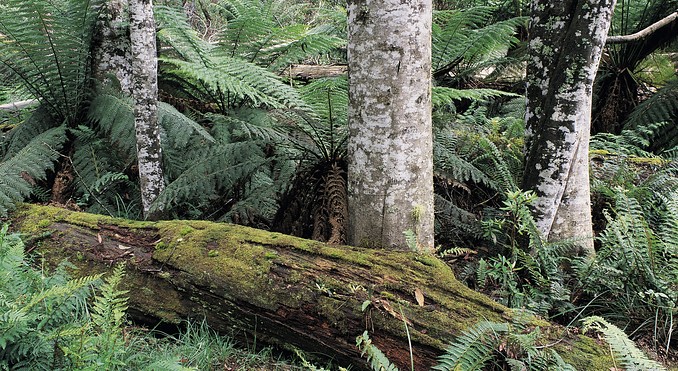 Image courtesy of Tourism Victoria