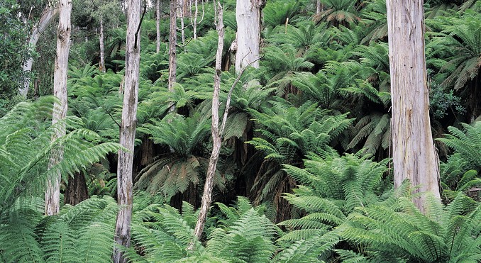 Image courtesy of Tourism Victoria