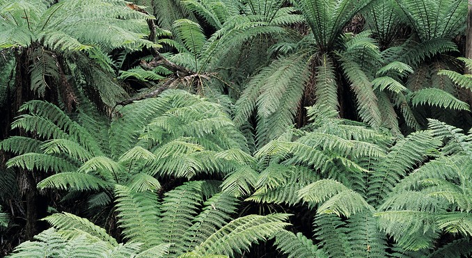 Image courtesy of Tourism Victoria