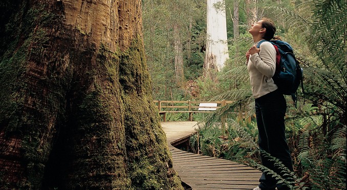 Tourism Tasmania and Geoffrey Lea