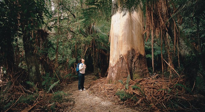 Tourism Tasmania and Geoffrey Lea