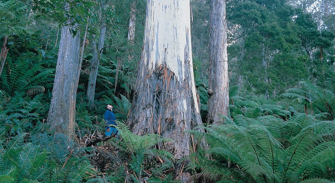 Tourism Tasmania and Geoffrey Lea