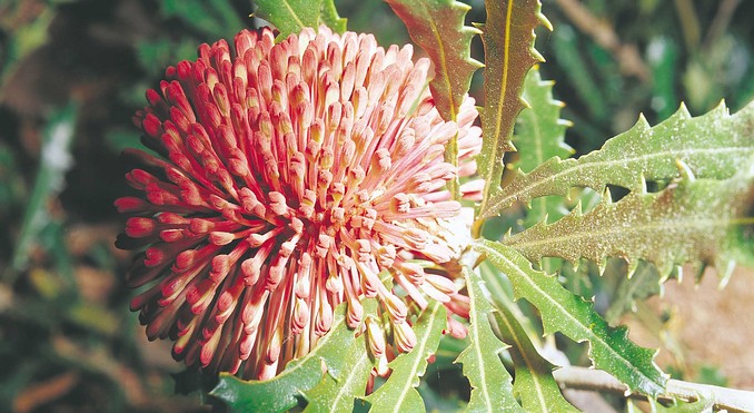 Image courtesy of Western Australia