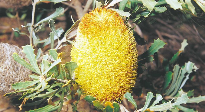 Image courtesy of Western Australia