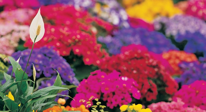Image courtesy of Tourism Victoria