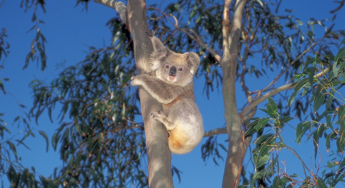Image courtesy of South Australia