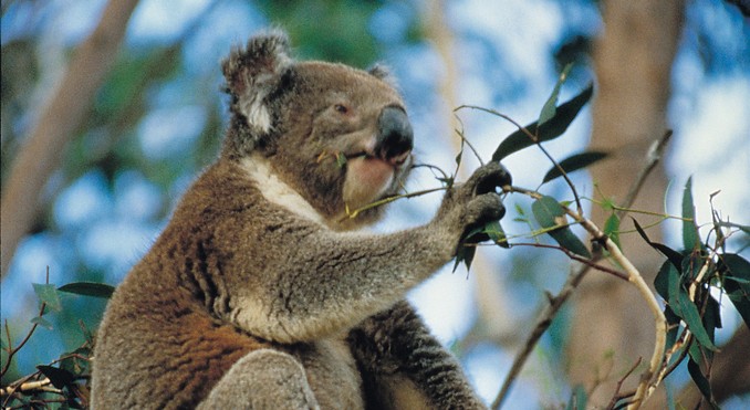 Flinders Chase National Park