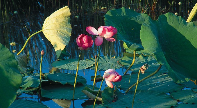 Image courtesy of Tourism NT