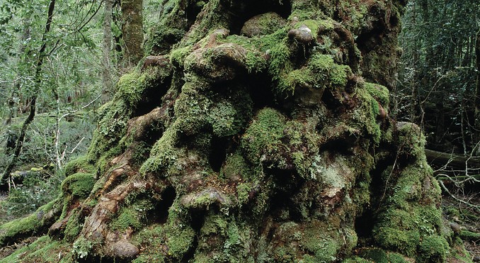 Image courtesy of Tourism Tasmania