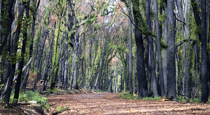 Image courtesy of Tourism Victoria
