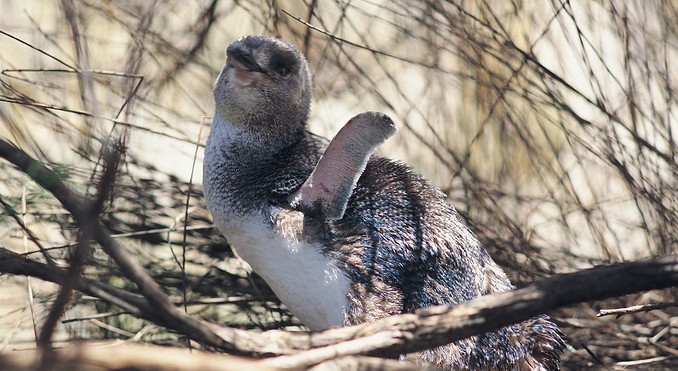Image courtesy of South Australia
