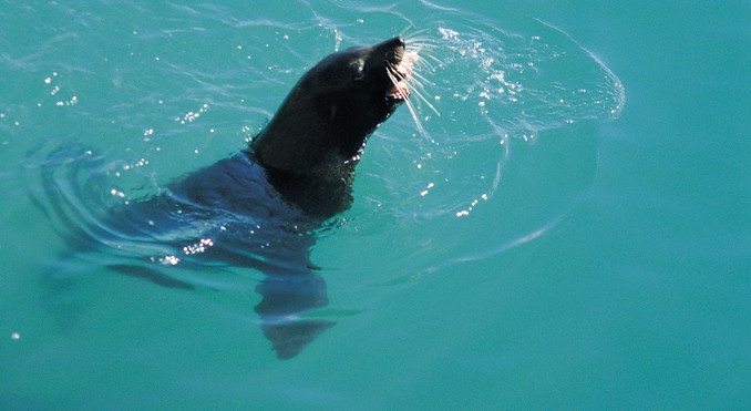 Image courtesy of South Australia
