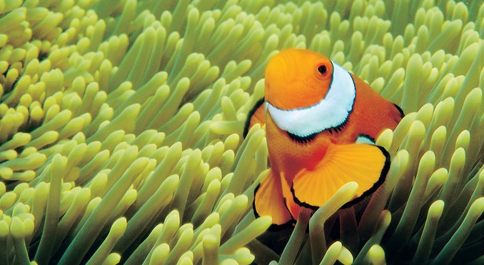 Image courtesy of Tourism Queensland