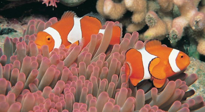Image courtesy of Tourism Queensland