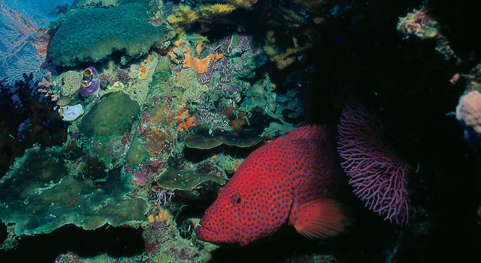 Image courtesy of Tourism Queensland