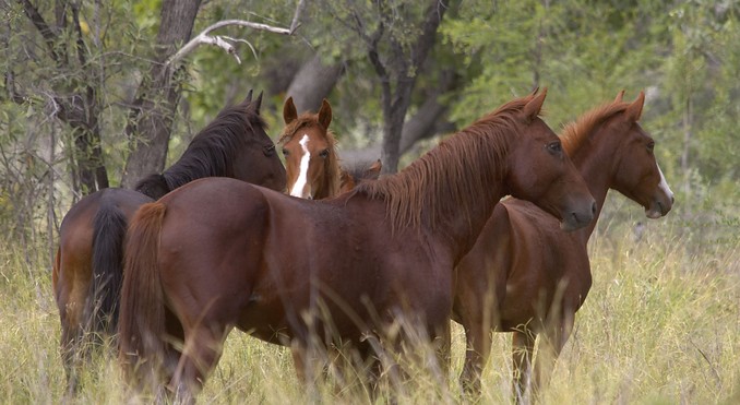 Image courtesy of Tourism NT