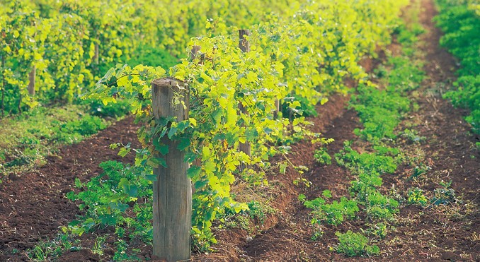 Image courtesy of Tourism New South Wales