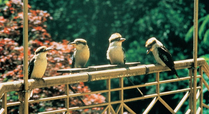 Image courtesy of Tourism Victoria