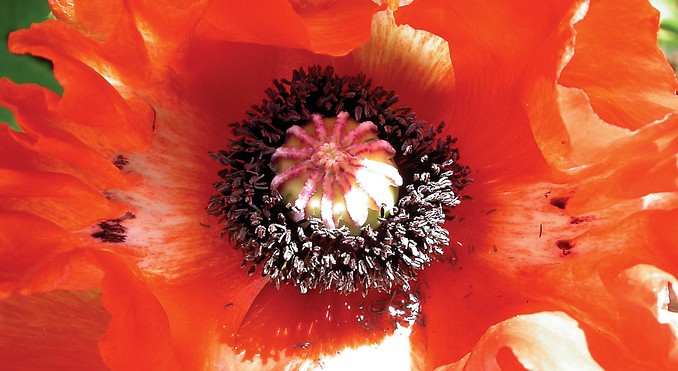 Image courtesy of Tourism Victoria